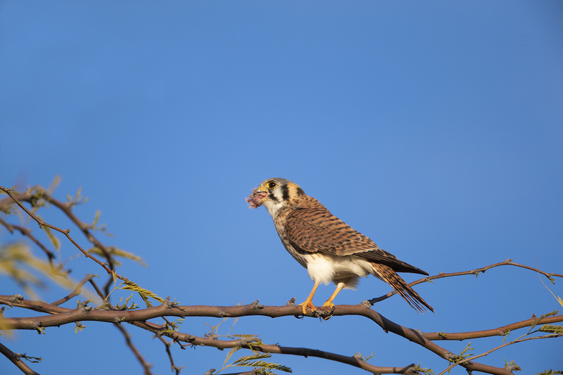 TC-American Kestrel-D06300-000384.jpg :: American Kestrel female,(Falco sparverius), the smallest falcon, eating a kangaroo mouse