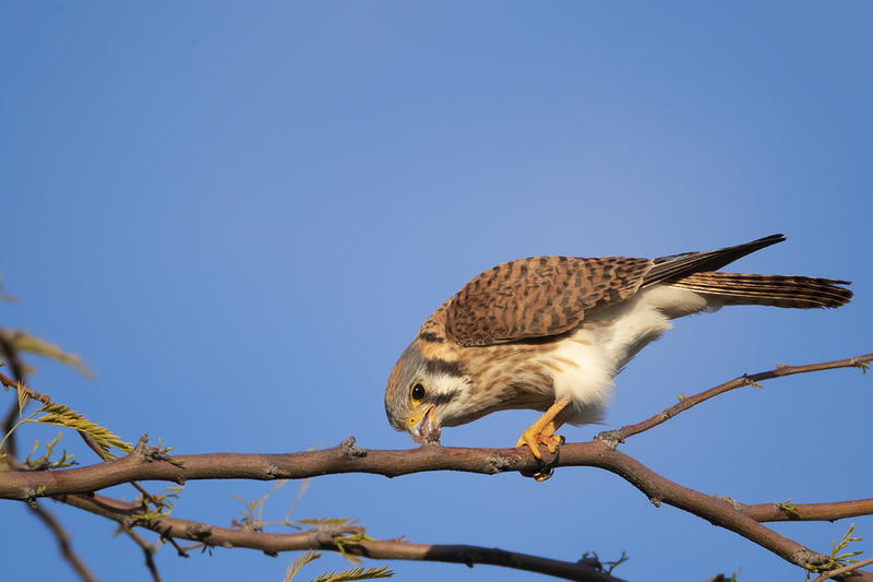 TC-American Kestrel-D06300-000396.jpg :: American Kestrel female,(Falco sparverius), the smallest falcon, cleans her beak after eating a kangaroo mouse