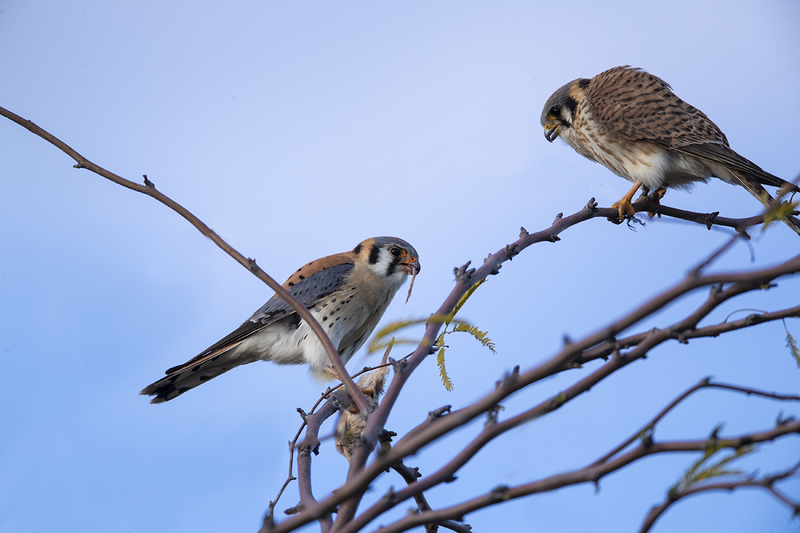 TC-American Kestrel-D06300-000405.jpg :: American Kestrel (Falco sparverius), the smallest falcon, male presenting kangaroo mouse to female