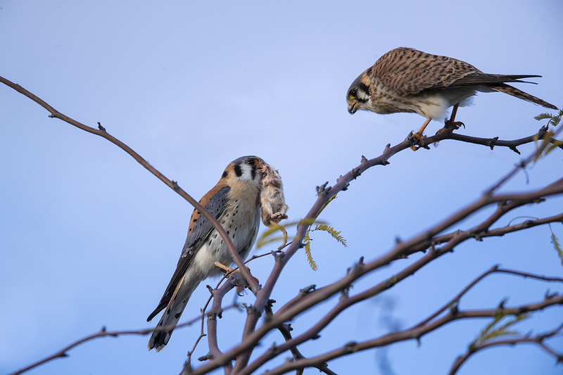TC-American Kestrel-D06300-000441.jpg :: American Kestrel (Falco sparverius), the smallest falcon, male presenting kangaroo mouse to female