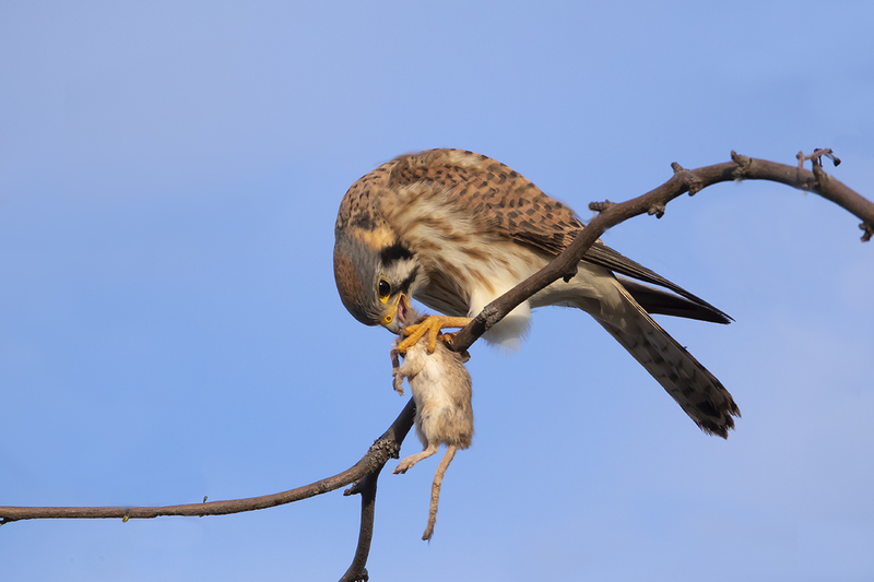 TC-American Kestrel-D06300-000472.jpg :: American Kestrel (Falco sparverius), the smallest falcon, male stands guard while female eats a kangaroo mouse he'd killed and brought to her