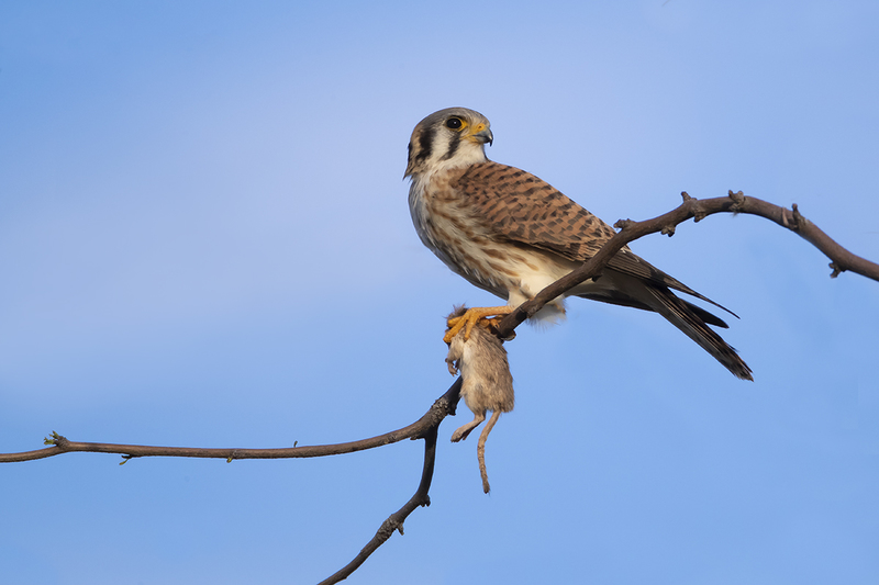 TC-American Kestrel-D06300-000493.jpg :: American Kestrel (Falco sparverius), the smallest falcon, male stands guard while female eats a kangaroo mouse he'd killed and brought to her