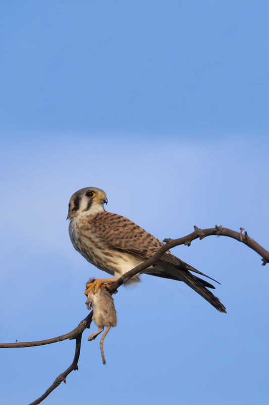TC-American Kestrel-D06300-000495.jpg :: American Kestrel (Falco sparverius), the smallest falcon, male stands guard while female eats a kangaroo mouse he'd killed and brought to her