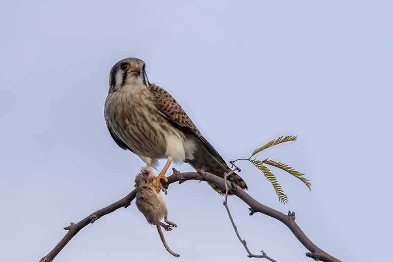 TC-American Kestrel-D06300-000558.jpg :: American Kestrel female,(Falco sparverius), the smallest falcon, eating a kangaroo mouse