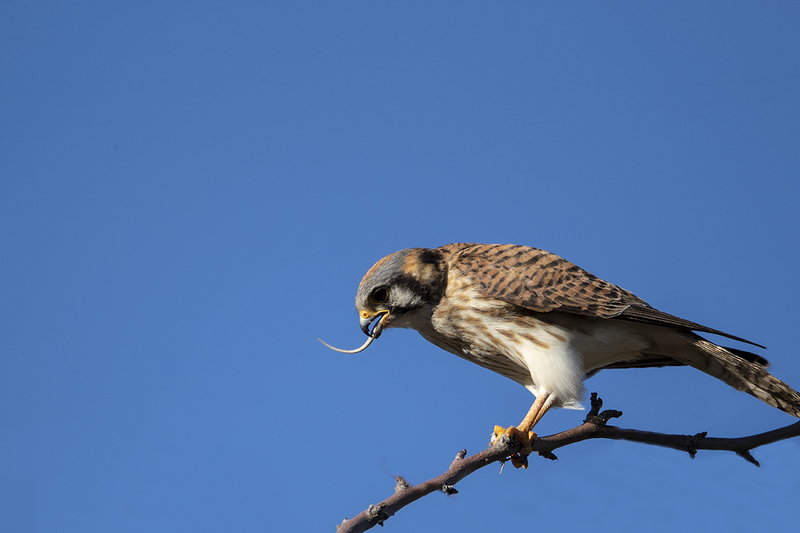 TC-American Kestrel-D06300-000662.jpg :: American Kestrel female (Falco sparverius), the smallest falcon, eating a lizard