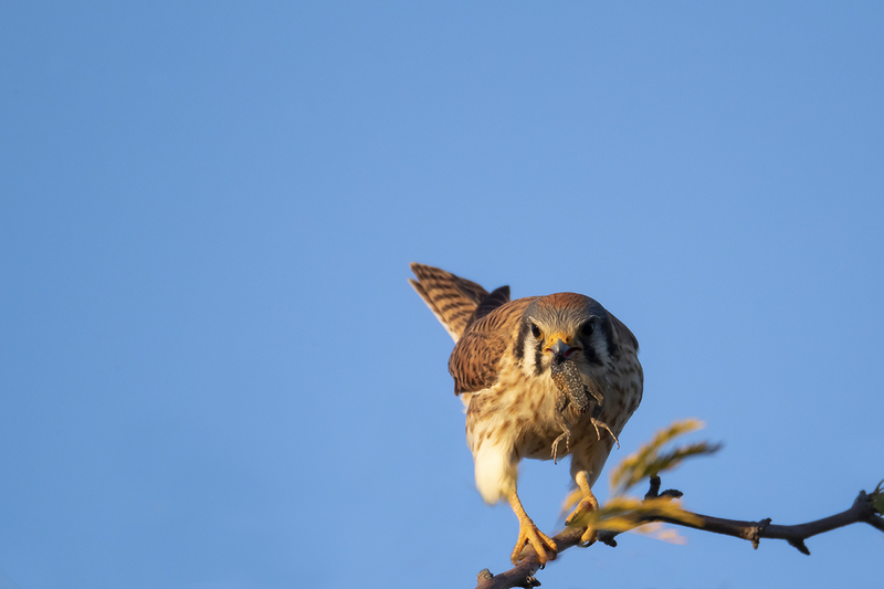 TC-American Kestrel-D06300-000720.jpg :: Female American Kestrel (Falco sparverius), the smallest falcon, eating a lizard while perched on a tree branch