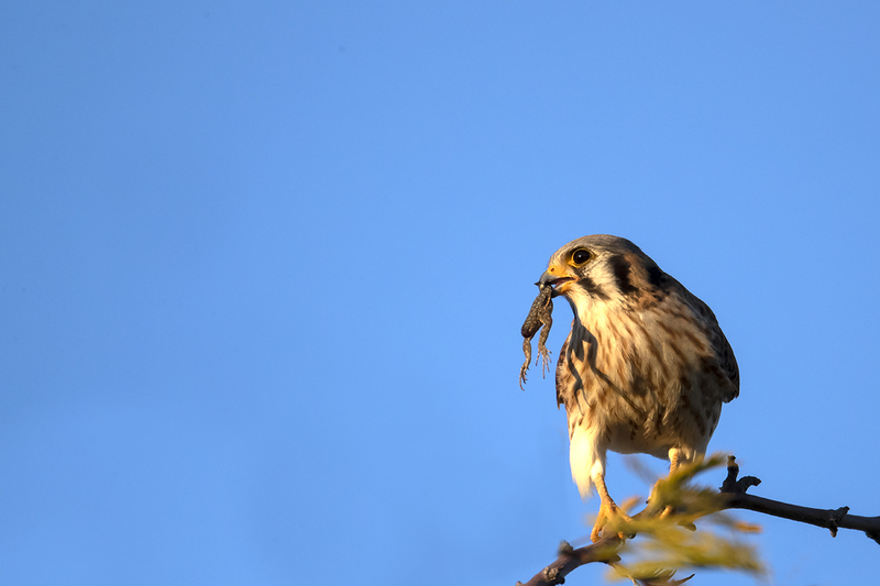 TC-American Kestrel-D06300-000729.jpg :: Female American Kestrel (Falco sparverius), the smallest falcon, eating a lizard while perched on a tree branch