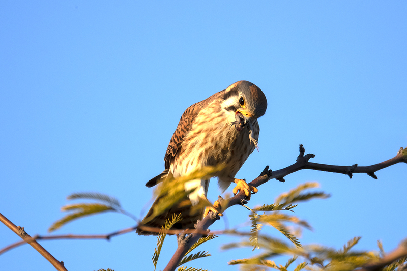 TC-American Kestrel-D06300-000741.jpg :: Female American Kestrel (Falco sparverius), the smallest falcon, eating a lizard while perched on a tree branch