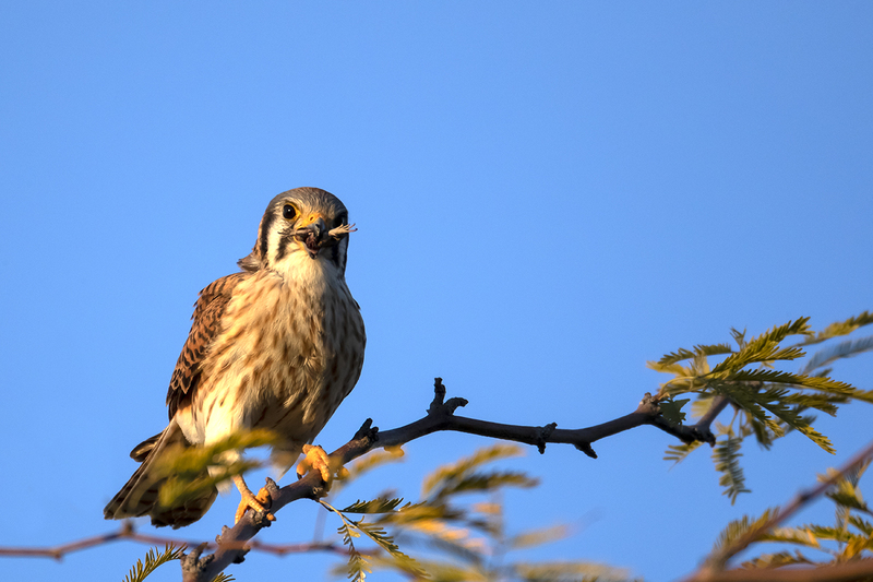 TC-American Kestrel-D06300-000749.jpg :: Female American Kestrel (Falco sparverius), the smallest falcon, eating a lizard while perched on a tree branch