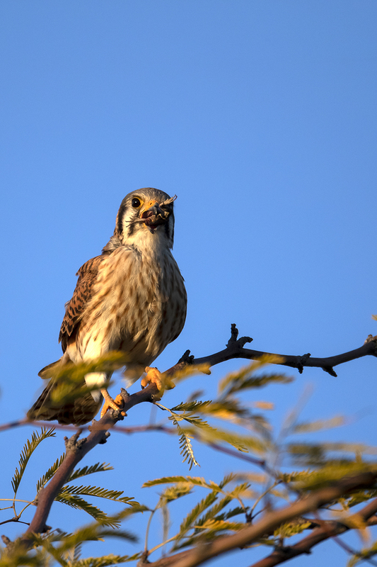 TC-American Kestrel-D06300-000750.jpg :: Female American Kestrel (Falco sparverius), the smallest falcon, eating a lizard while perched on a tree branch