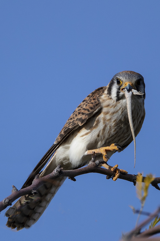 TC-American Kestrel-D06300-000855.jpg