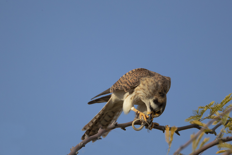 TC-American Kestrel-D06300-000975.jpg :: American Kestrel (Falco sparverius), the smallest falcon, consuming a lizard while perched on a branch