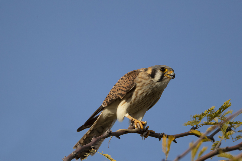 TC-American Kestrel-D06300-000989.jpg :: American Kestrel (Falco sparverius), the smallest falcon, consuming a lizard while perched on a branch