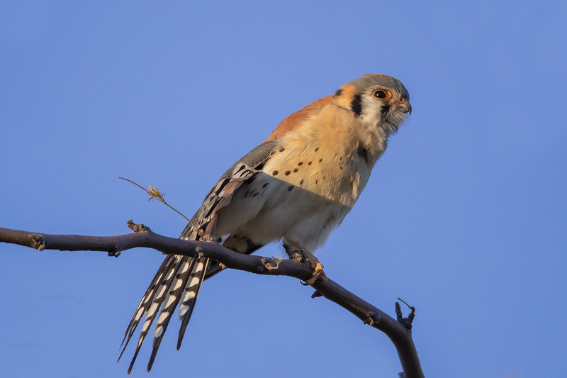 TC-American Kestrel-D06300-001035.jpg :: Male American Kestrel (Falco sparverius), the smallest falcon, perched on a tree branch stretching his wings