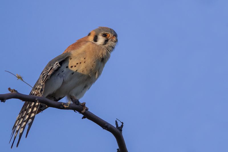 TC-American Kestrel-D06300-001041.jpg :: Male American Kestrel (Falco sparverius), the smallest falcon, perched on a tree branch stretching his wing and leg