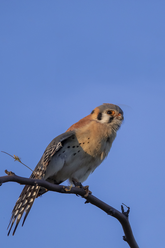 TC-American Kestrel-D06300-001044.jpg :: Male American Kestrel (Falco sparverius), the smallest falcon, perched on a tree branch stretching his wing and leg