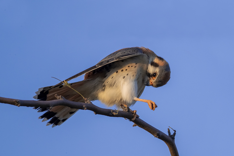 TC-American Kestrel-D06300-001054.jpg :: Male American Kestrel (Falco sparverius), the smallest falcon, perched on a tree branch stretching his wing and leg