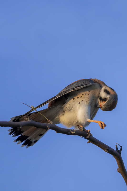 TC-American Kestrel-D06300-001056.jpg :: Male American Kestrel (Falco sparverius), the smallest falcon, perched on a tree branch stretching his wing and leg