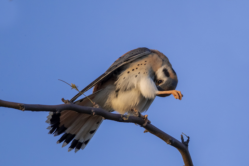 TC-American Kestrel-D06300-001061.jpg :: Male American Kestrel (Falco sparverius), the smallest falcon, perched on a tree branch preening feathers under his leg