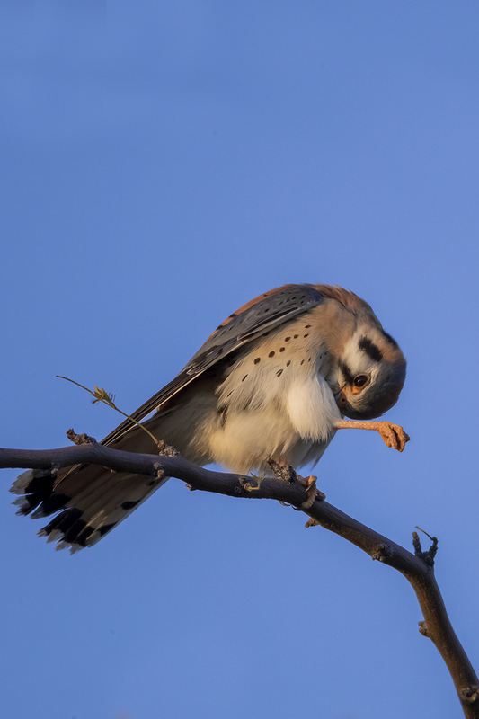 TC-American Kestrel-D06300-001063.jpg :: Male American Kestrel (Falco sparverius), the smallest falcon, perched on a tree branch preening feathers under his leg