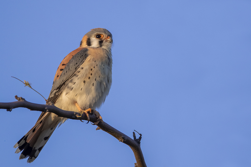 TC-American Kestrel-D06300-001073.jpg :: Male American Kestrel (Falco sparverius), the smallest falcon, perched on a tree branch