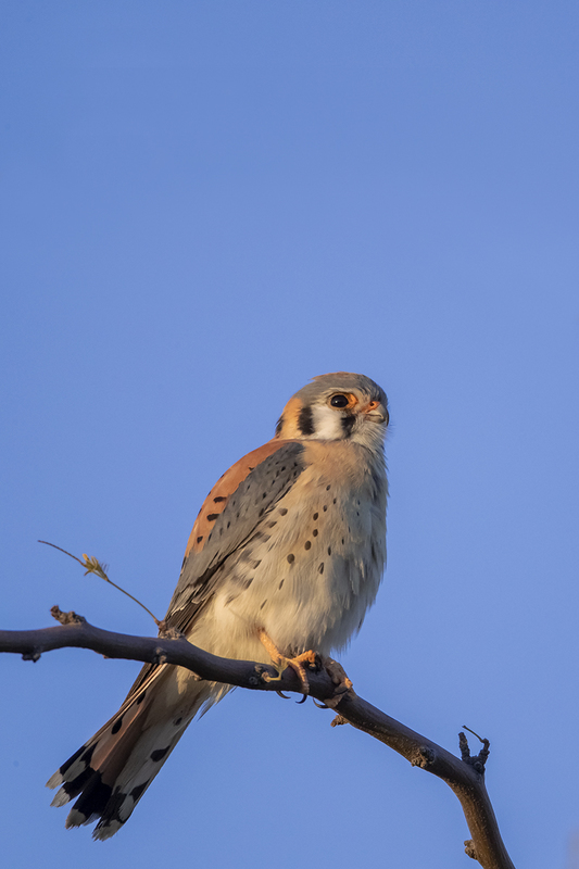 TC-American Kestrel-D06300-001074.jpg :: Male American Kestrel (Falco sparverius), the smallest falcon, perched on a tree branch