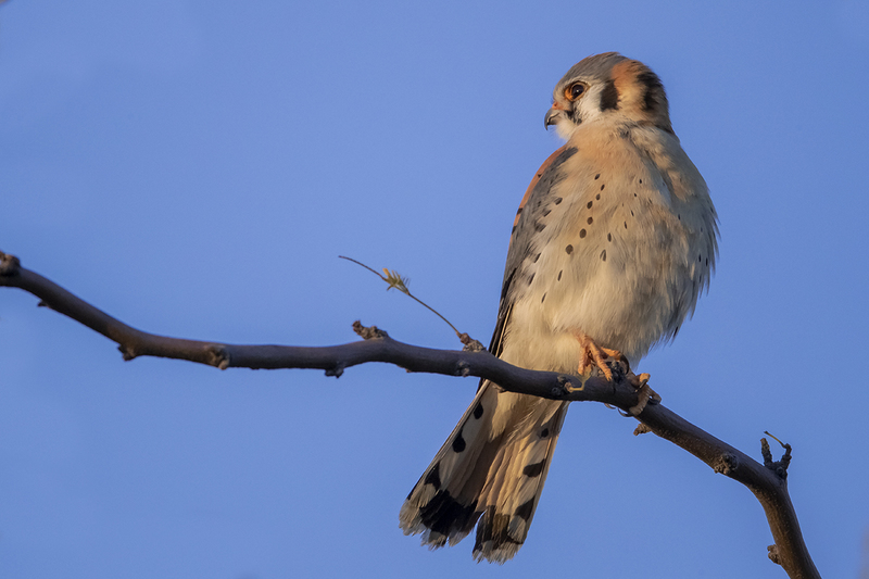 TC-American Kestrel-D06300-001082.jpg :: Male American Kestrel (Falco sparverius), the smallest falcon, perched on a tree branch