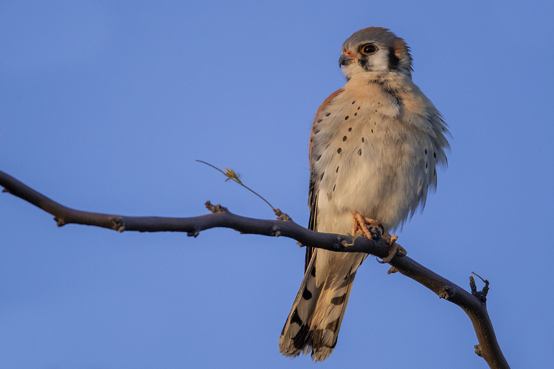 TC-American Kestrel-D06300-001089.jpg :: Male American Kestrel (Falco sparverius), the smallest falcon, perched on a tree branch