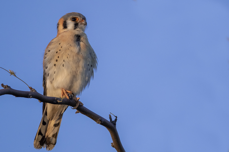TC-American Kestrel-D06300-001094.jpg :: Male American Kestrel (Falco sparverius), the smallest falcon, perched on a tree branch