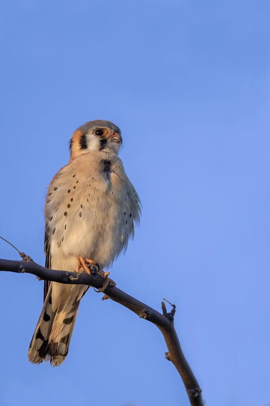 TC-American Kestrel-D06300-001095.jpg :: Male American Kestrel (Falco sparverius), the smallest falcon, perched on a tree branch