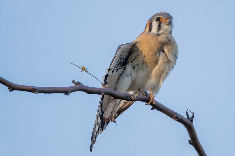 TC-American Kestrel-D06300-001106.jpg :: Male American Kestrel (Falco sparverius), the smallest falcon, perched on a tree branch stretching his wing and leg
