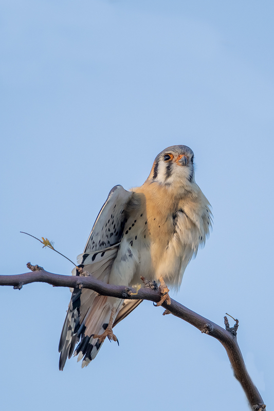 TC-American Kestrel-D06300-001113.jpg :: Male American Kestrel (Falco sparverius), the smallest falcon, perched on a tree branch stretching his wing and leg
