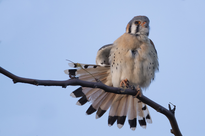 TC-American Kestrel-D06300-001116.jpg :: Male American Kestrel (Falco sparverius), the smallest falcon, perched on a tree branch stretching his tail
