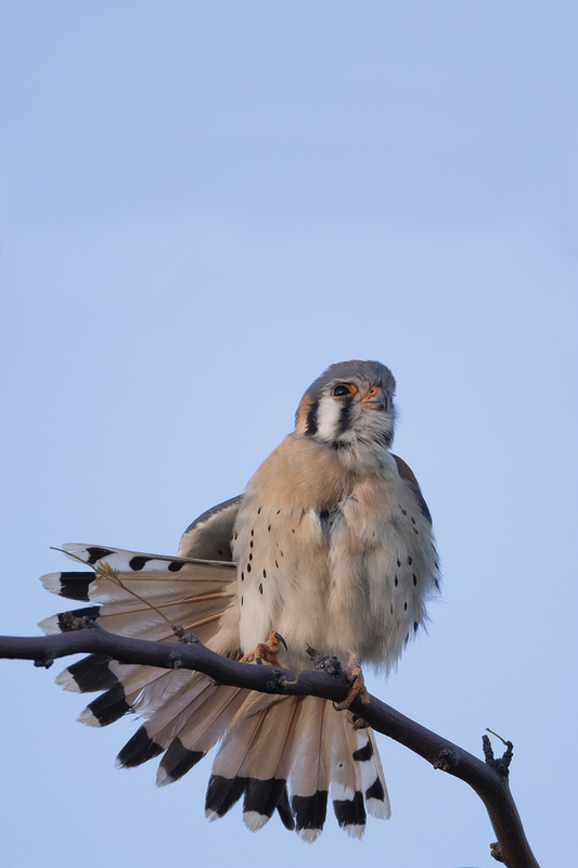 TC-American Kestrel-D06300-001118.jpg :: Male American Kestrel (Falco sparverius), the smallest falcon, perched on a tree branch stretching his tail