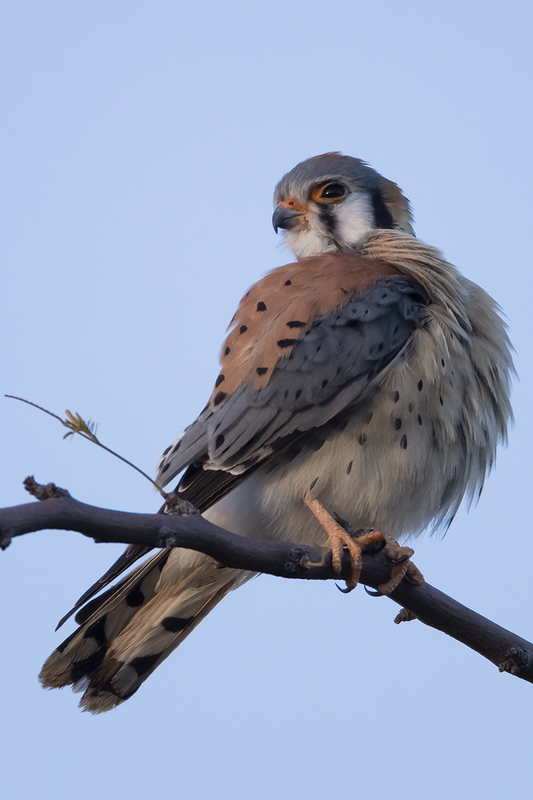 TC-American Kestrel-D06300-001131.jpg :: Male American Kestrel (Falco sparverius), the smallest falcon, perched on a tree branch