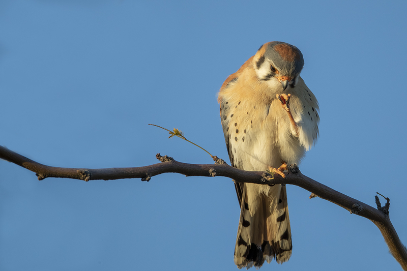 TC-American Kestrel-D06300-001138.jpg :: Male American Kestrel (Falco sparverius), the smallest falcon, perched on a tree branch, cleaning/examining his left foot/talons