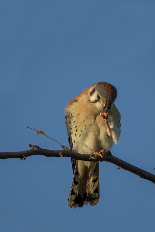 TC-American Kestrel-D06300-001140.jpg :: Male American Kestrel (Falco sparverius), the smallest falcon, perched on a tree branch, cleaning/examining his left foot/talons