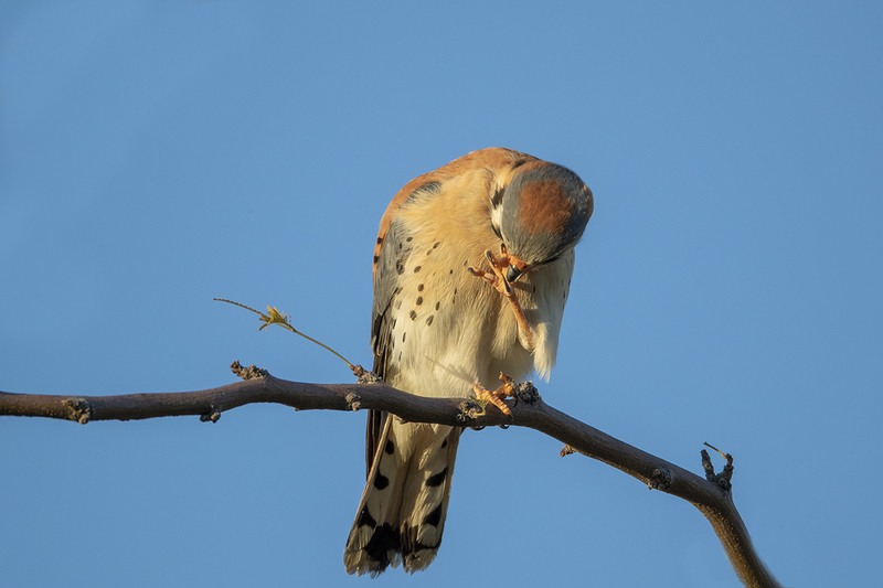 TC-American Kestrel-D06300-001158.jpg :: Male American Kestrel (Falco sparverius), the smallest falcon, perched on a tree branch, cleaning/examining his left foot/talons