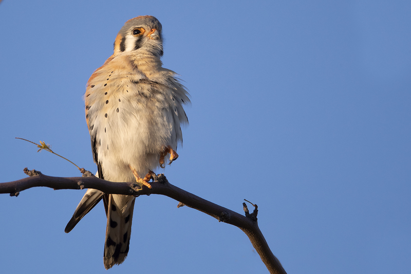 TC-American Kestrel-D06300-001179.jpg :: Male American Kestrel (Falco sparverius), the smallest falcon, perched on a tree branch