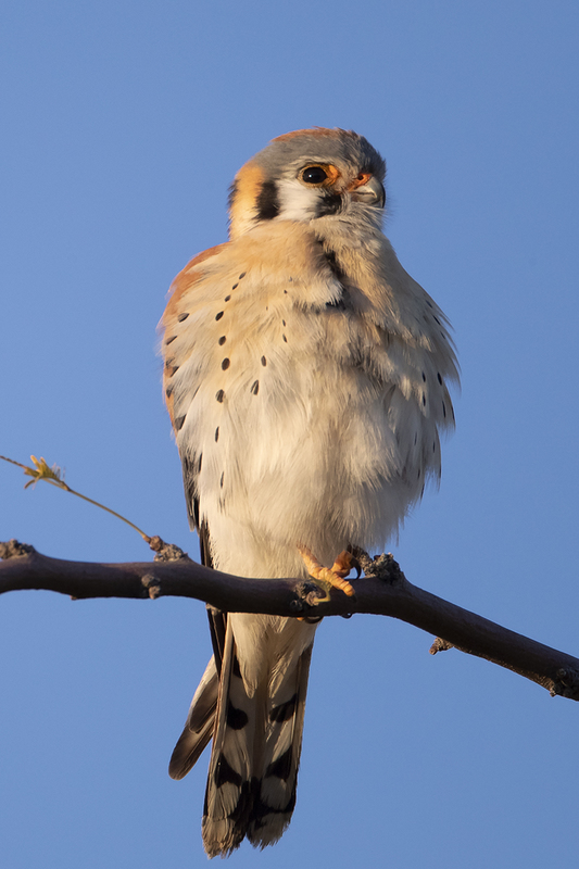 TC-American Kestrel-D06300-001182.jpg :: Male American Kestrel (Falco sparverius), the smallest falcon, perched on a tree branch