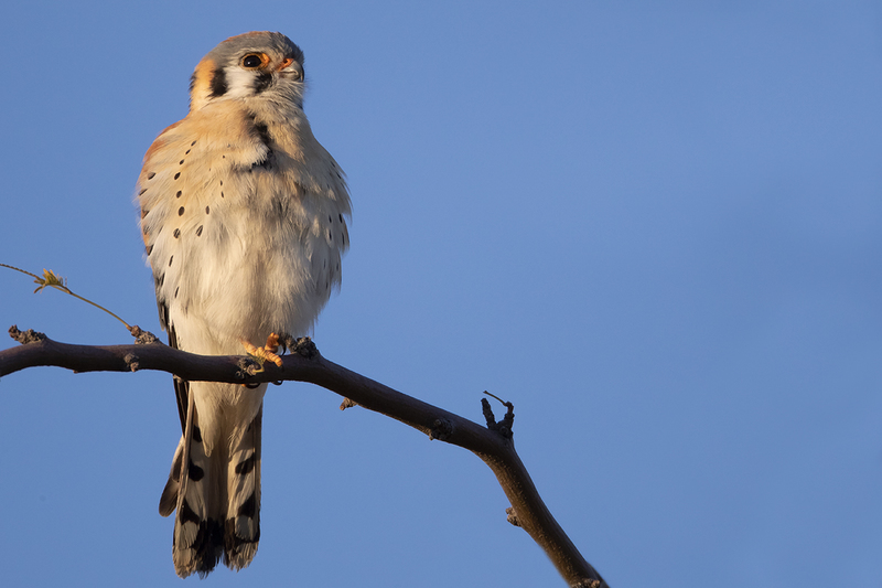 TC-American Kestrel-D06300-001191.jpg :: Male American Kestrel (Falco sparverius), the smallest falcon, perched on a tree branch
