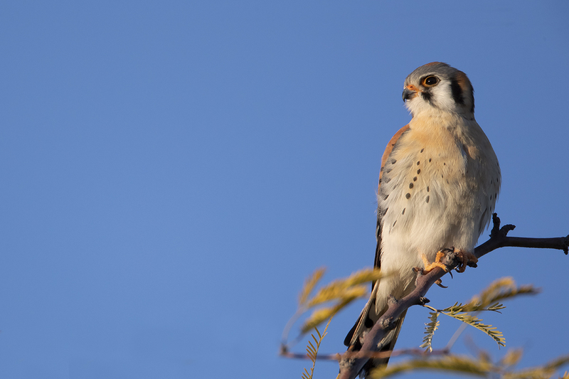 TC-American Kestrel-D06300-001212.jpg :: American Kestrel (Falco sparverius), the smallest falcon, perched on a branch