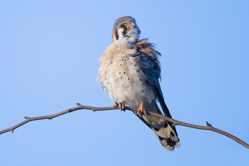 TC-American Kestrel-D06300-001215.jpg :: Male American Kestrel (Falco sparverius), the smallest falcon, perched on a tree branch