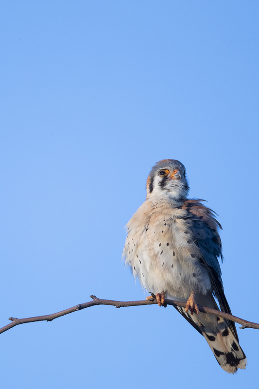 TC-American Kestrel-D06300-001217.jpg :: Male American Kestrel (Falco sparverius), the smallest falcon, perched on a tree branch