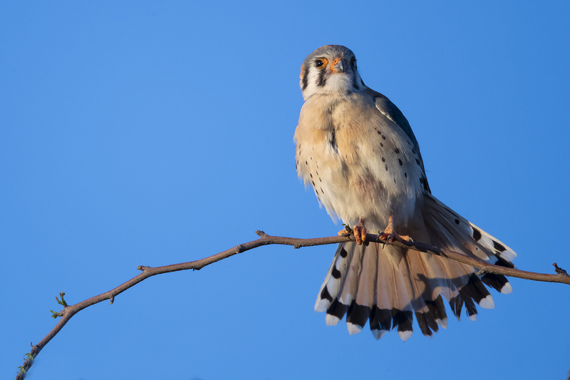 TC-American Kestrel-D06300-001221.jpg :: Male American Kestrel (Falco sparverius), the smallest falcon, perched on a tree branch