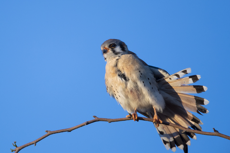 TC-American Kestrel-D06300-001226.jpg :: Male American Kestrel (Falco sparverius), the smallest falcon, perched on a tree branch, stretching his wing/tail