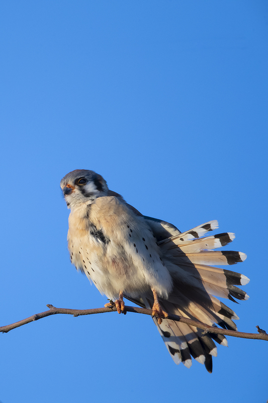 TC-American Kestrel-D06300-001227.jpg :: Male American Kestrel (Falco sparverius), the smallest falcon, perched on a tree branch, stretching his wing/tail