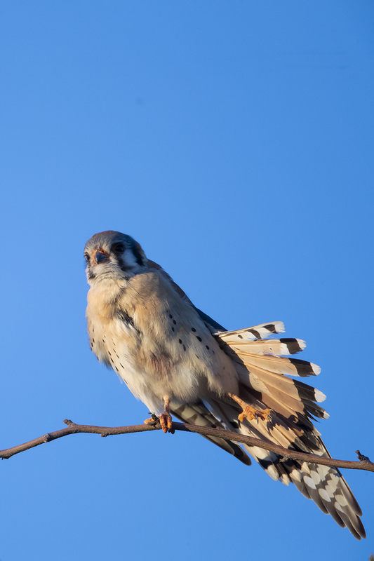 TC-American Kestrel-D06300-001233.jpg :: Male American Kestrel (Falco sparverius), the smallest falcon, perched on a tree branch, stretching his wing/tail