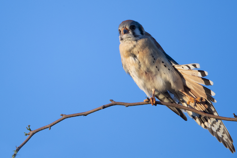 TC-American Kestrel-D06300-001236.jpg :: Male American Kestrel (Falco sparverius), the smallest falcon, perched on a tree branch, stretching his wing/tail