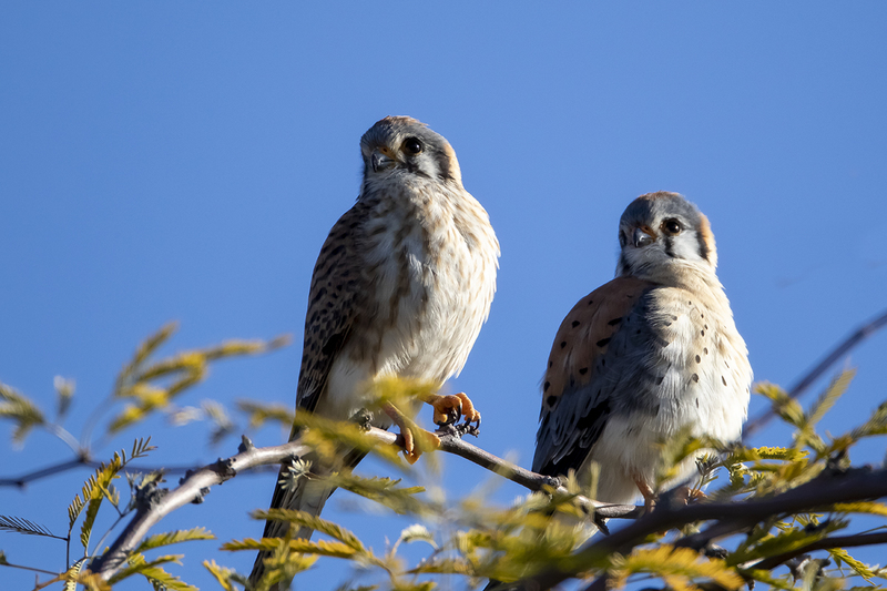 TC-American Kestrel-D06300-001245.jpg :: American Kestrel (Falco sparverius), the smallest falcon,